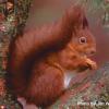 Red_Squirrel_UK's photo